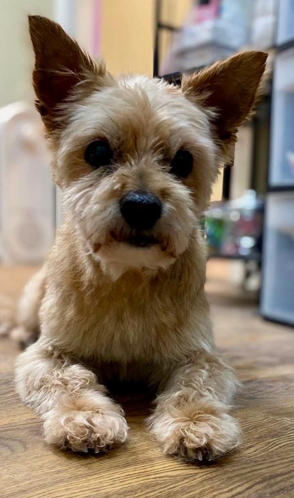 Enlarge Skeeter, a Adopted Cairn Terrier in Crossville, TN image 4/6