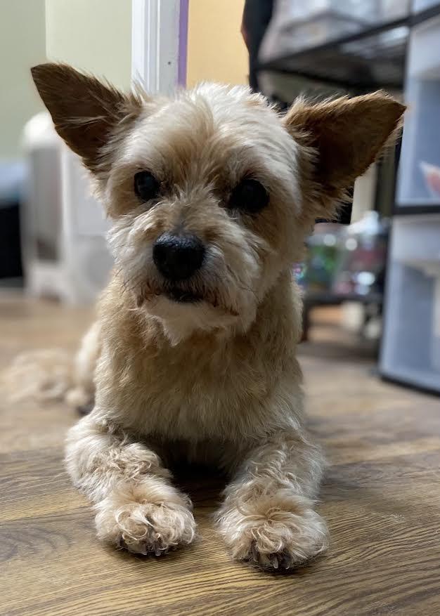 Enlarge Skeeter, a Adopted Cairn Terrier in Crossville, TN image 6/6