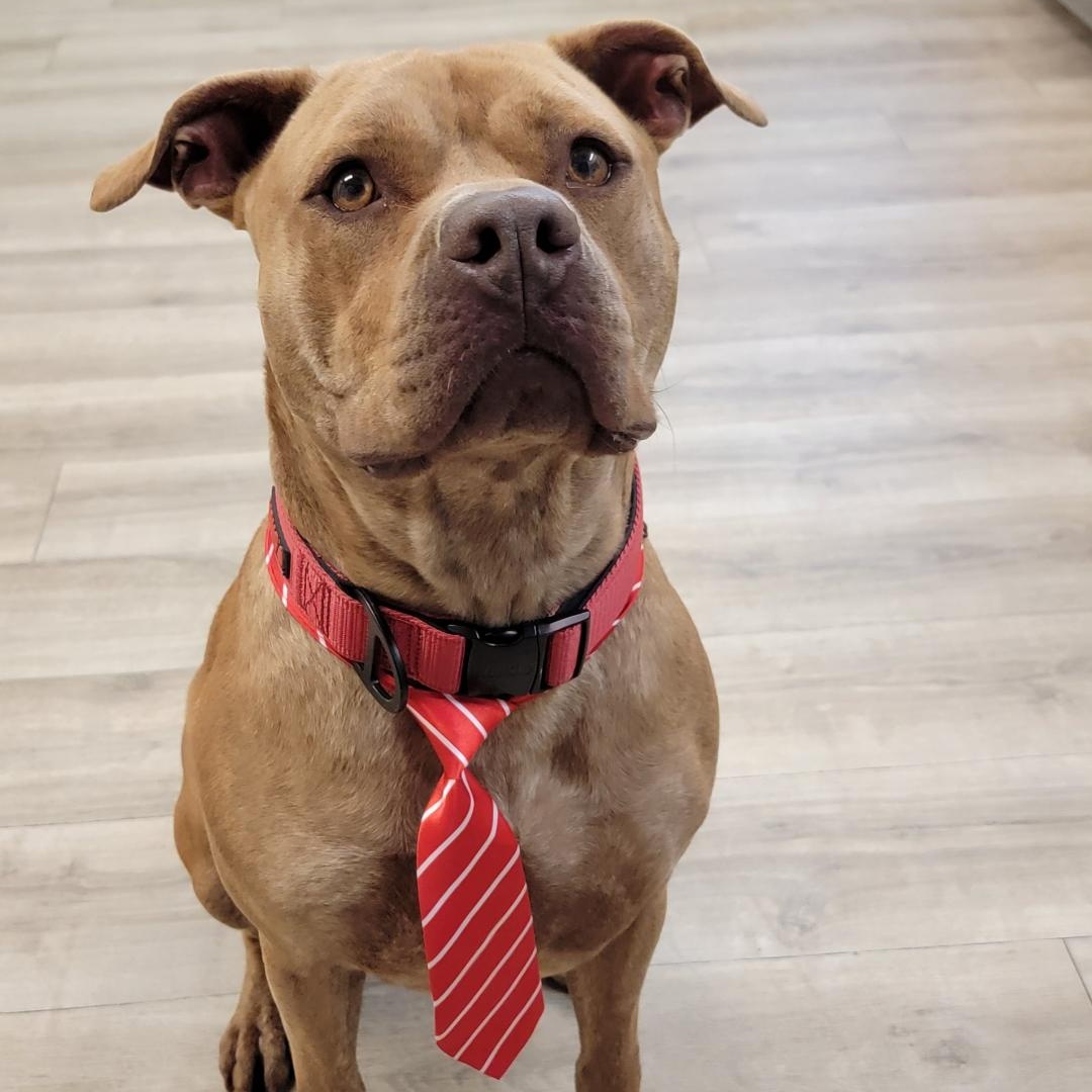 Drako