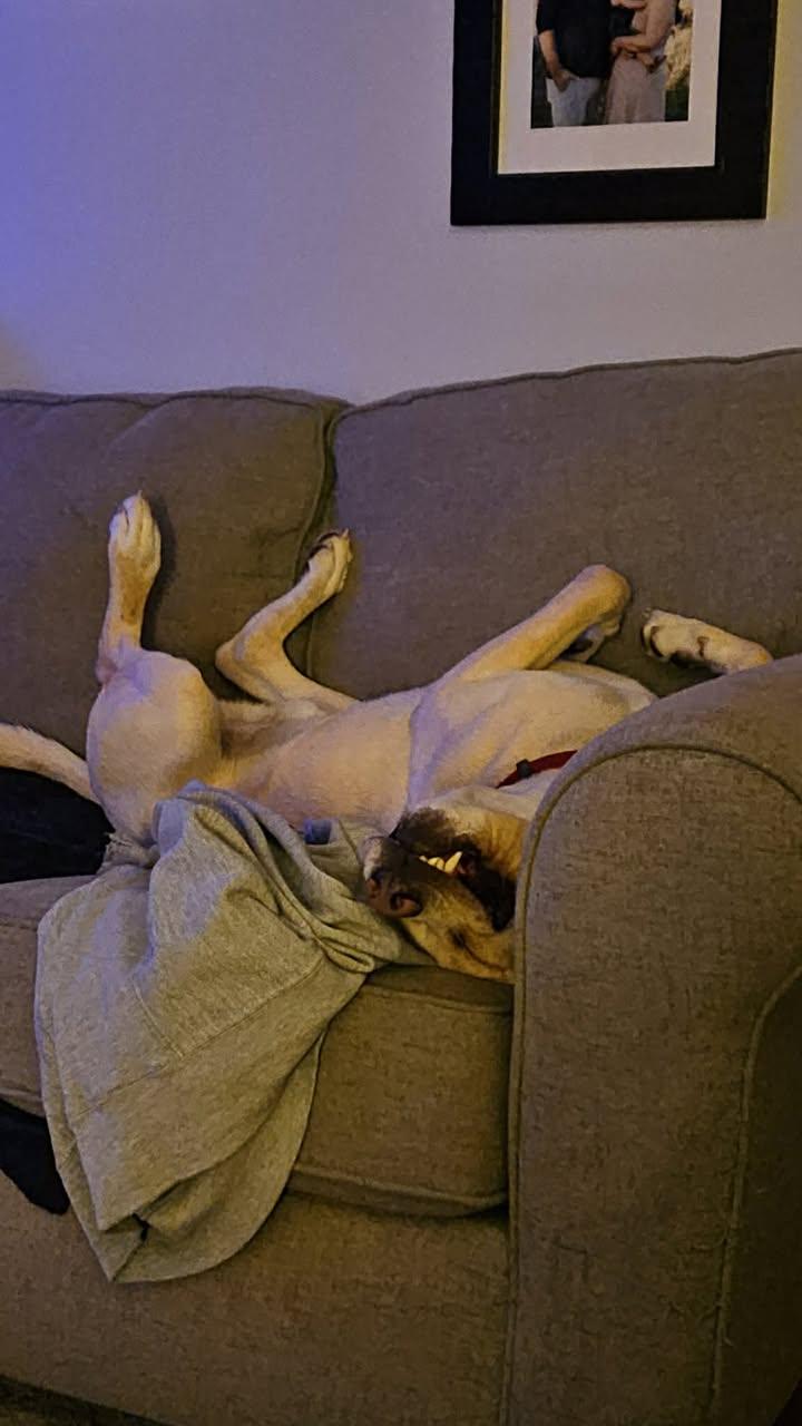 Charlie, a Adoptable mixed breed in Creston, IA image 5/6