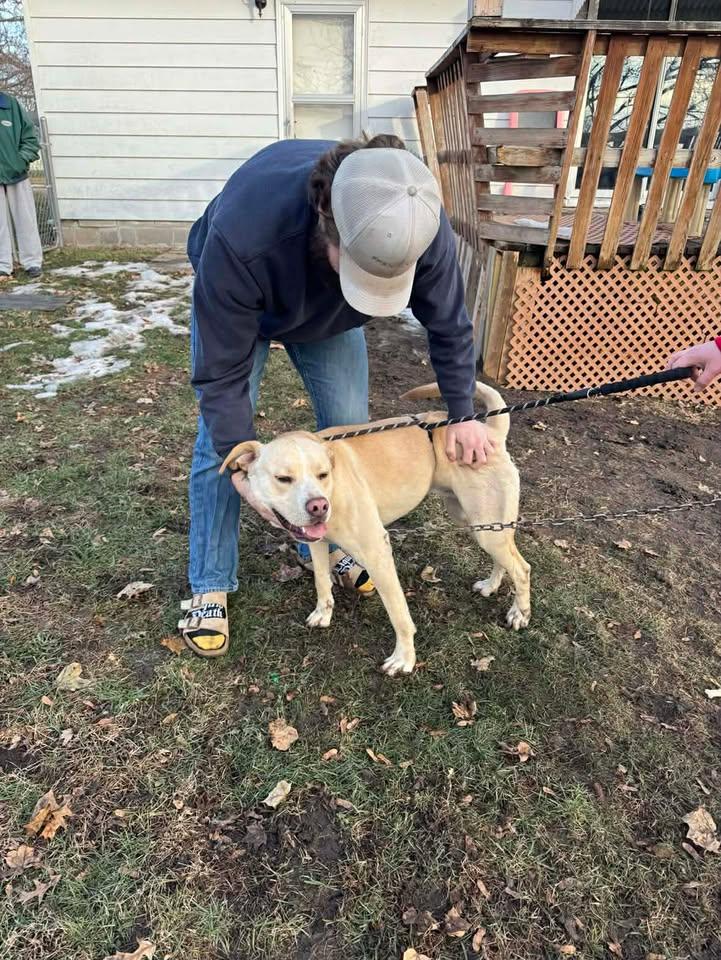 Enlarge Charlie, a Adoptable mixed breed in Creston, IA image 4/6