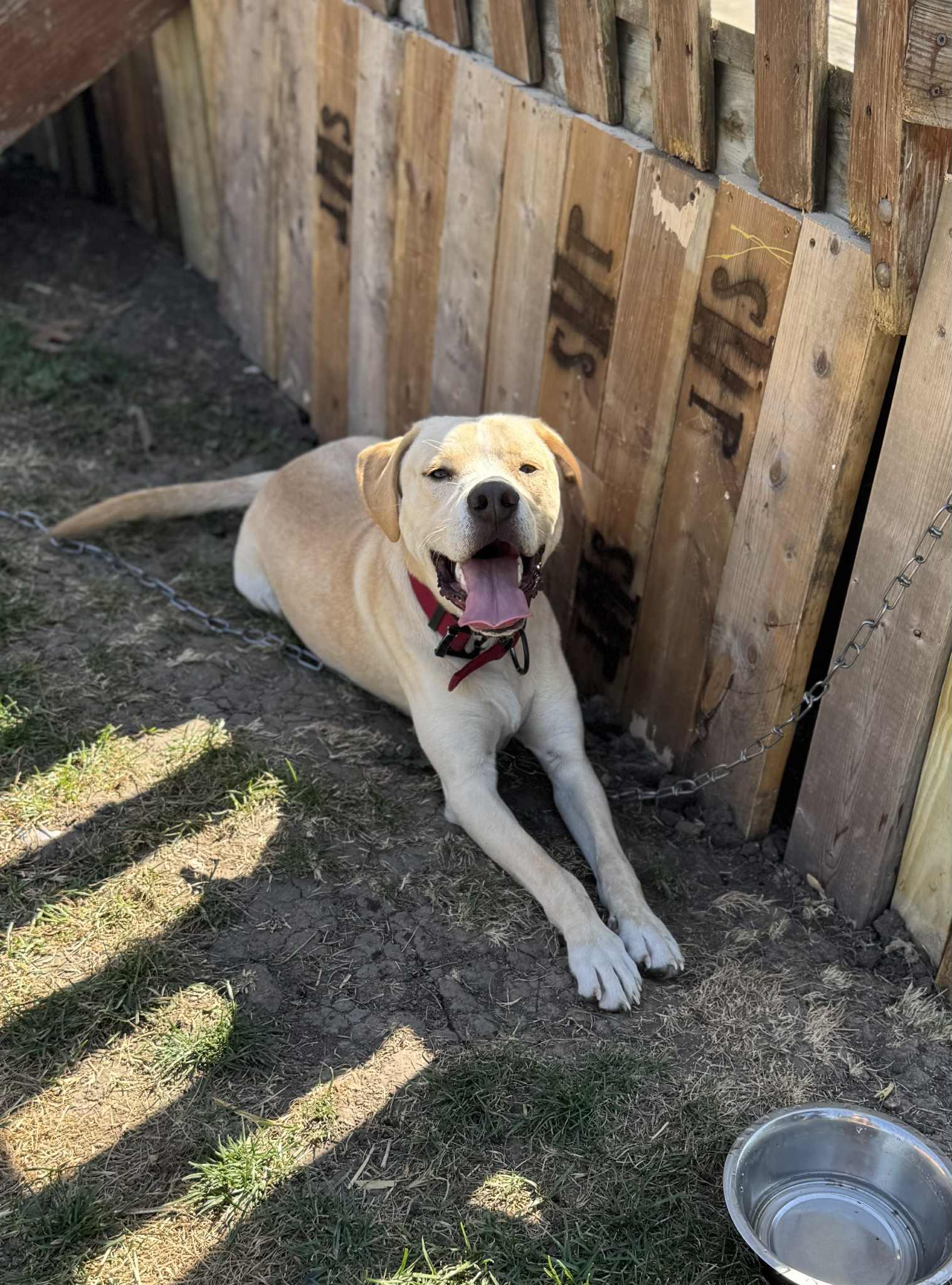 Enlarge Charlie, a Adoptable mixed breed in Creston, IA image 4/5