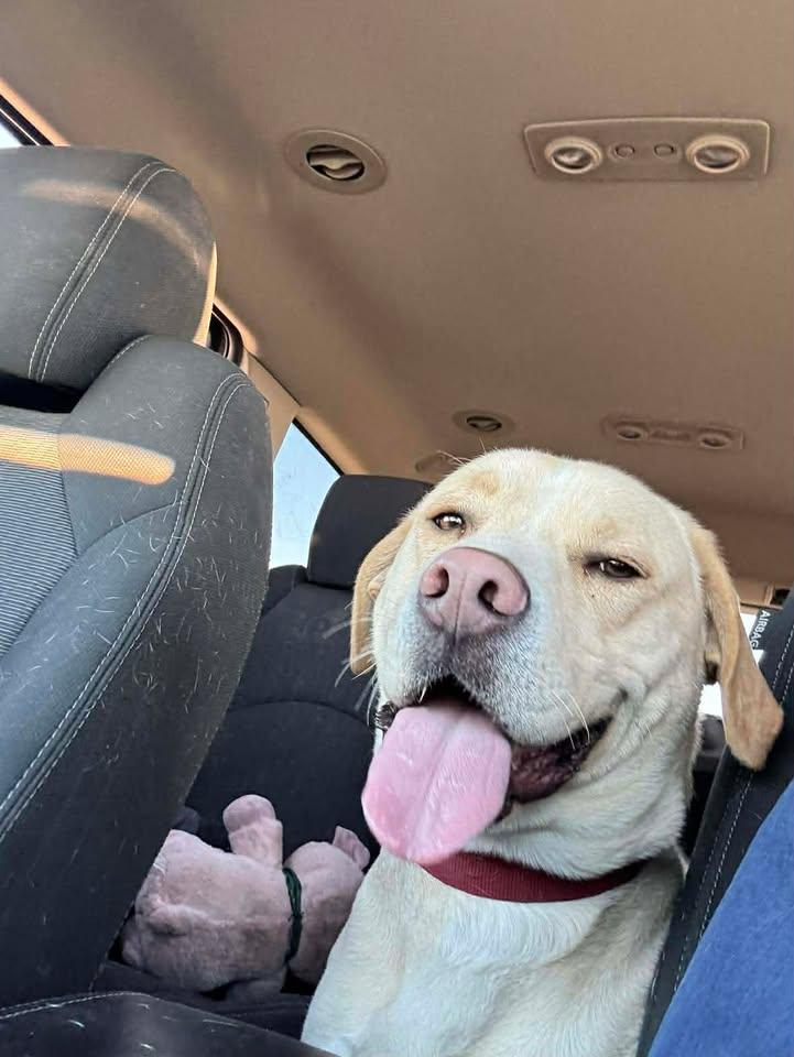 Enlarge Charlie, a Adoptable mixed breed in Creston, IA image 1/6