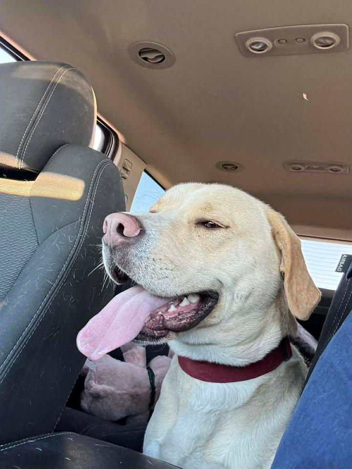 Enlarge Charlie, a Adoptable mixed breed in Creston, IA image 2/6