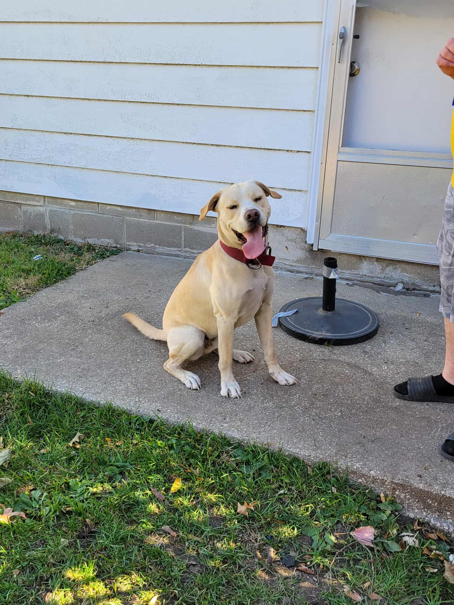 Charlie, Adoptable, Adult Male Yellow Labrador Retriever & Pit Bull Terrier.