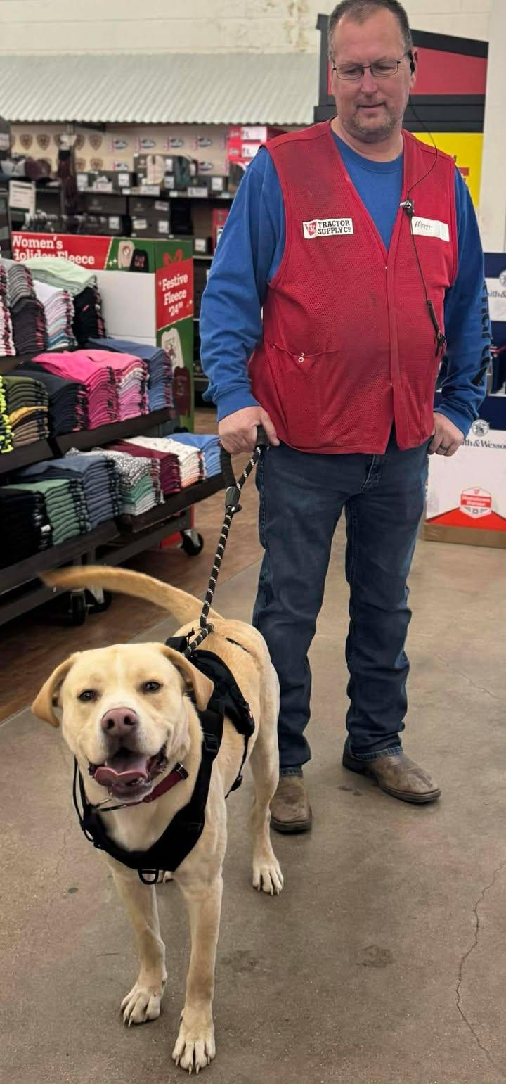 Enlarge Charlie, a Adoptable mixed breed in Creston, IA image 3/6