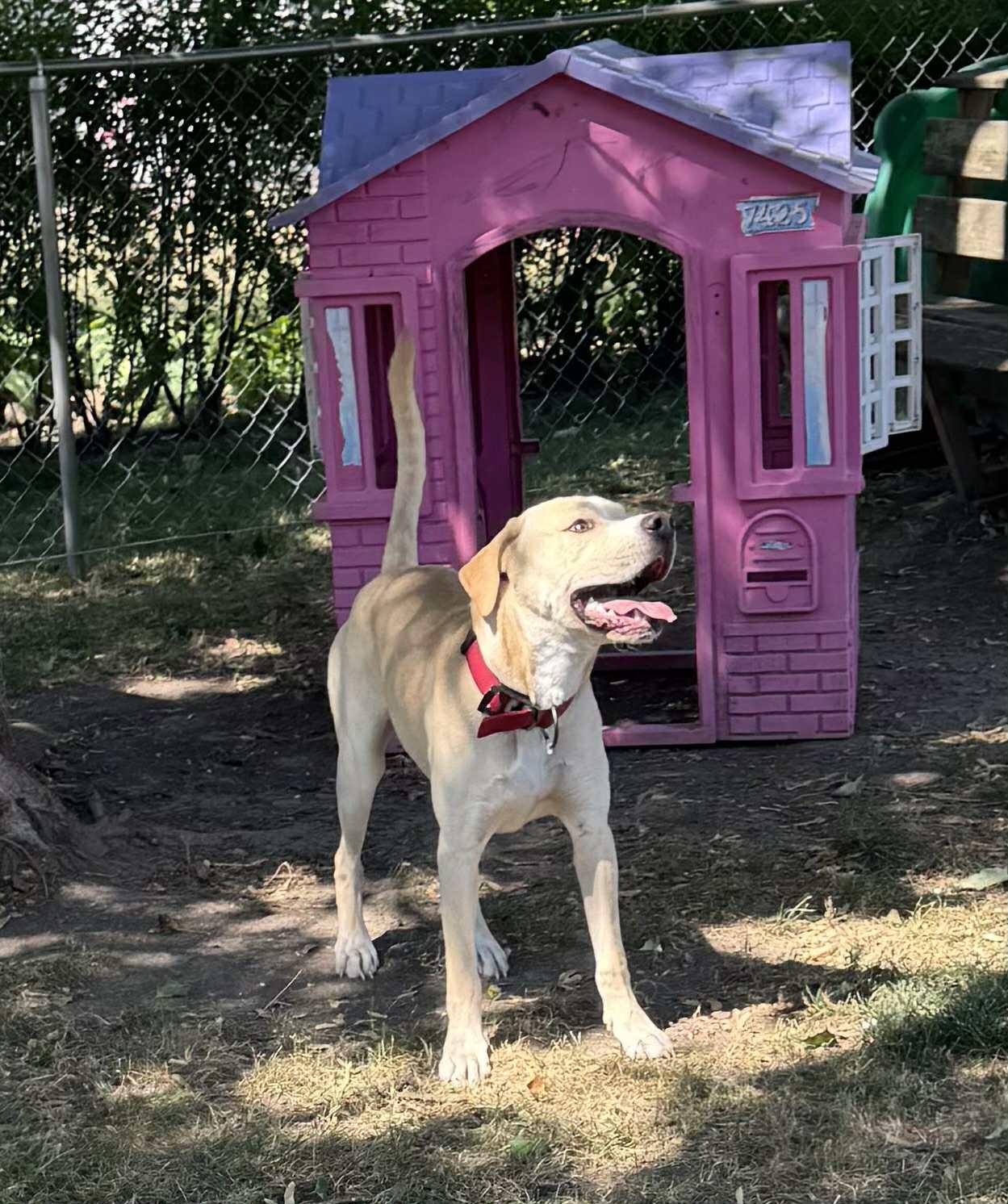 Enlarge Charlie, a Adoptable mixed breed in Creston, IA image 3/5