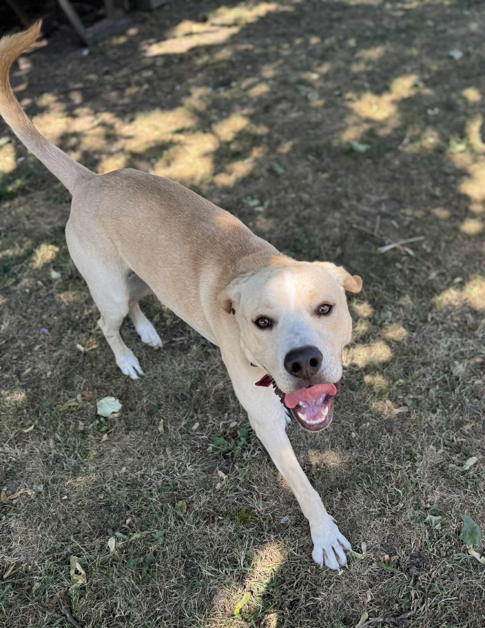 Charlie, Adoptable, Adult Male Yellow Labrador Retriever & Pit Bull Terrier.