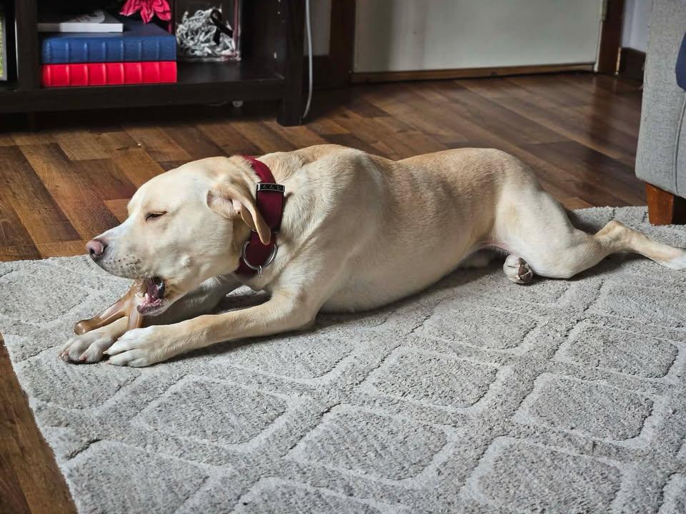 Charlie, a Adoptable mixed breed in Creston, IA image 4/6