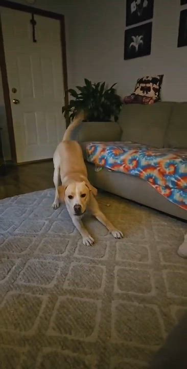 Enlarge Charlie, a Adoptable mixed breed in Creston, IA video 4/6
