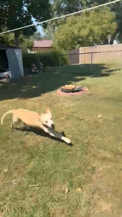 Enlarge Charlie, a Adoptable mixed breed in Creston, IA video 5/5