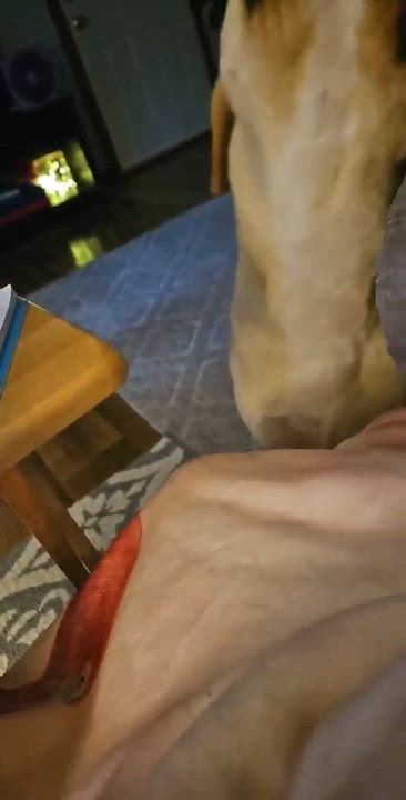 Enlarge Charlie, a Adoptable mixed breed in Creston, IA video 5/6