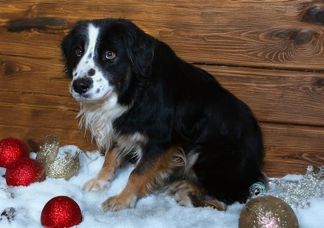 Enlarge FOREST, a Adoptable mixed breed in West Valley City, UT image 1/1
