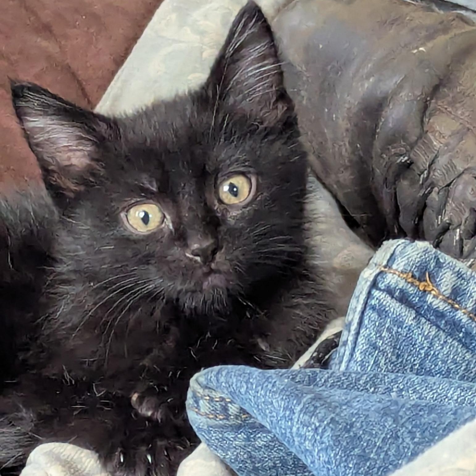 Enlarge Shadow, a Adoptable Domestic Short Hair in Pocatello, ID image 2/6
