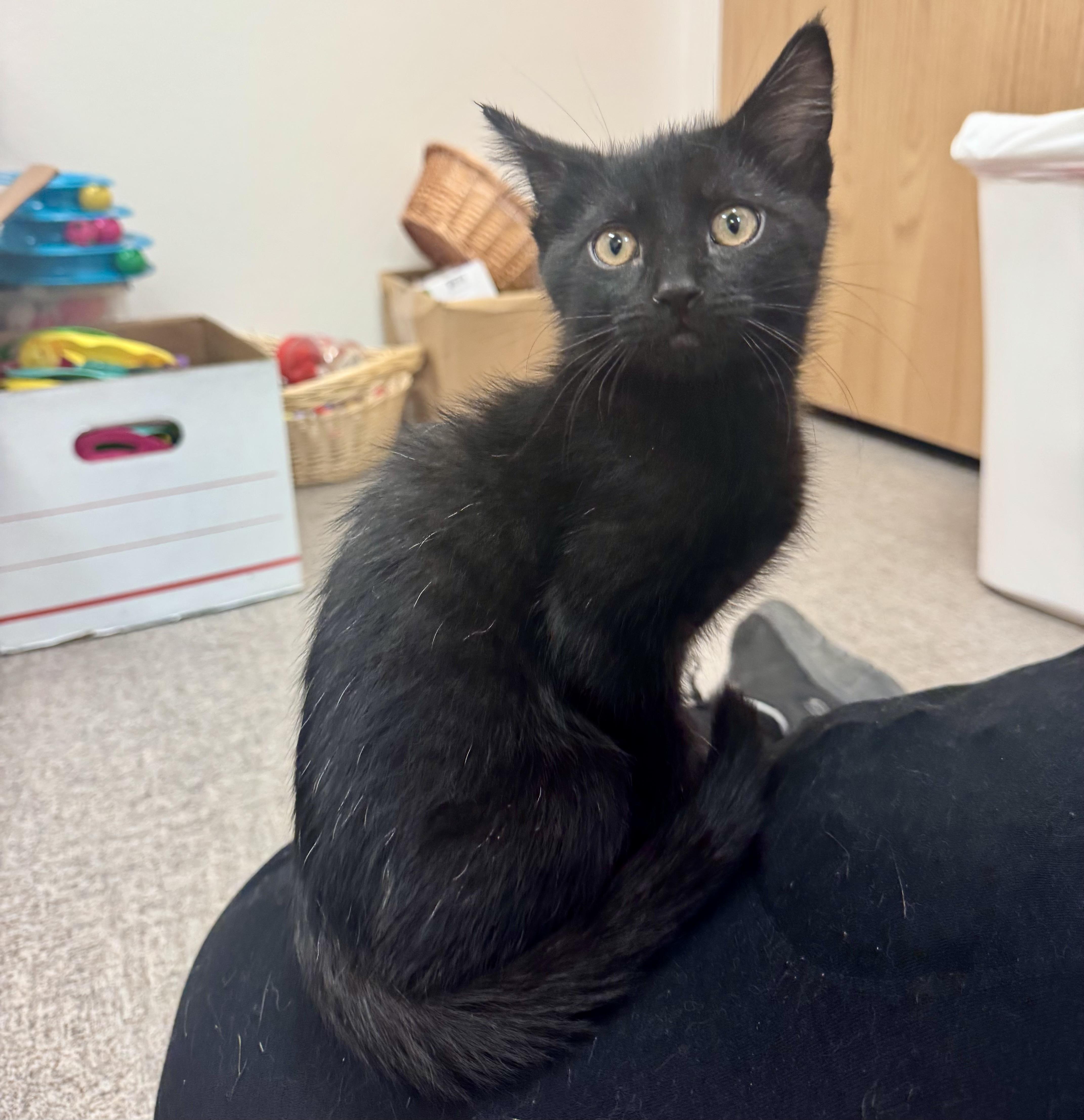 Enlarge Shadow, a Adoptable Domestic Short Hair in Pocatello, ID image 3/6