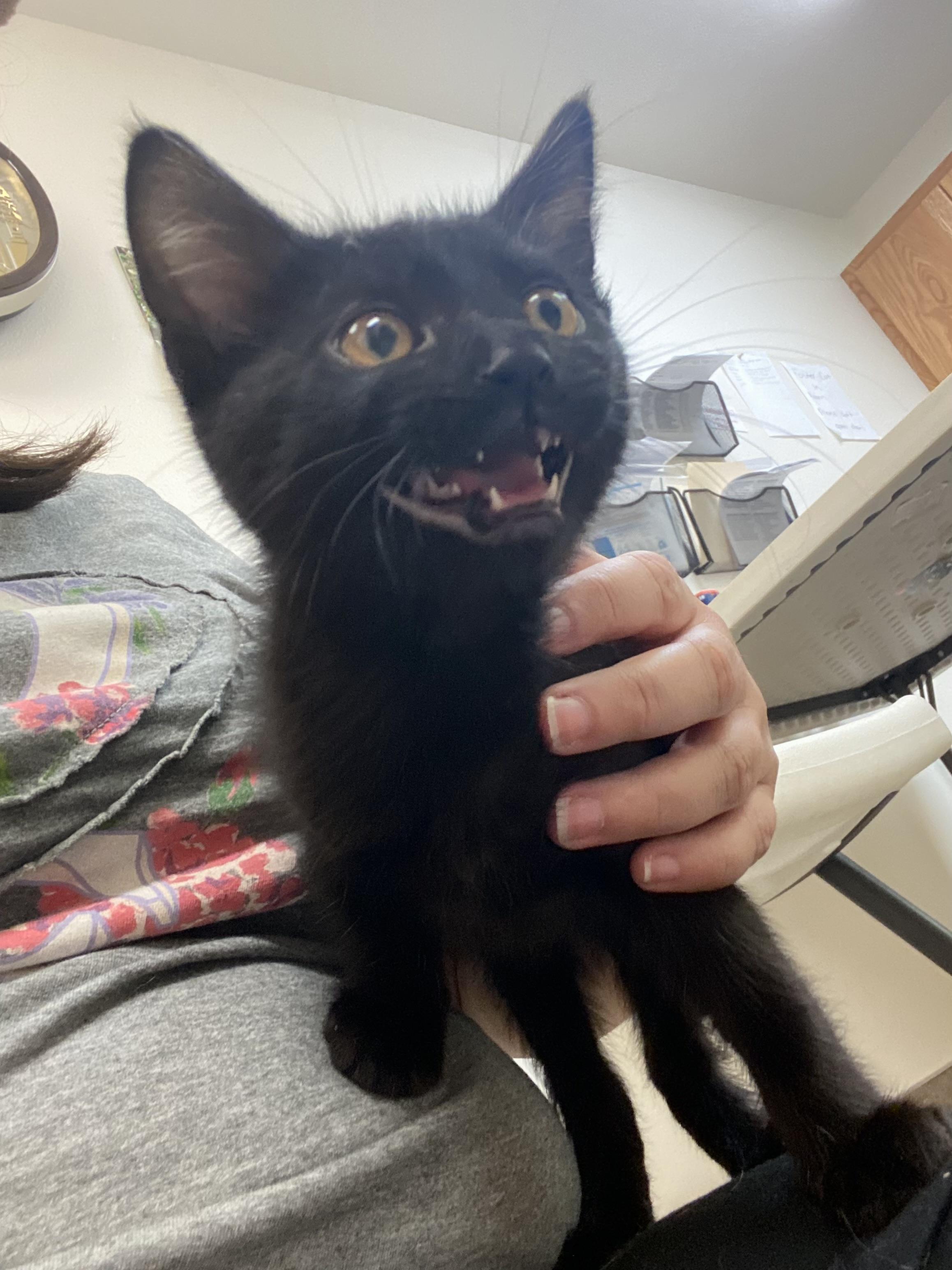 Enlarge Shadow, a Adoptable Domestic Short Hair in Pocatello, ID image 5/6