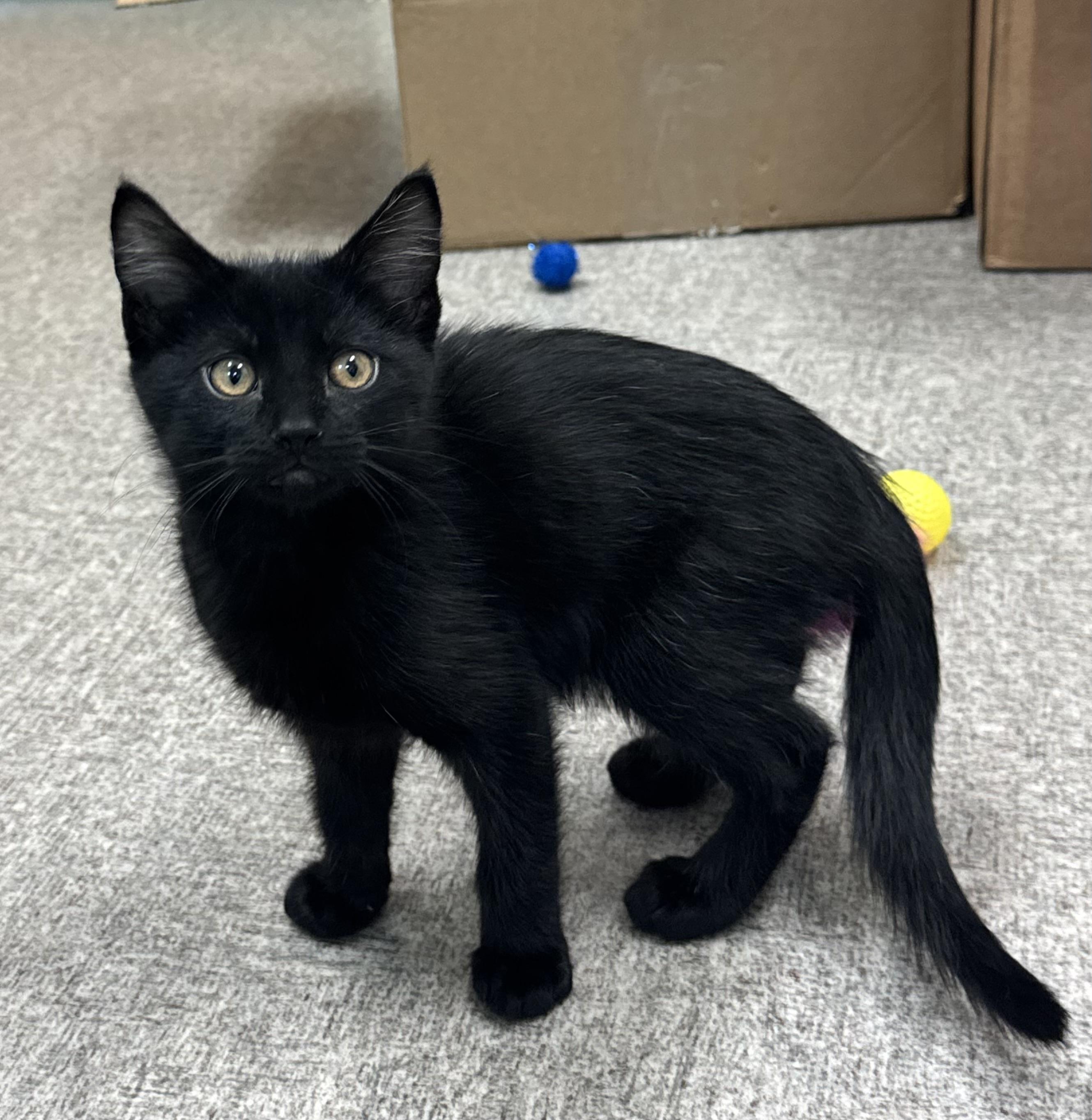 Enlarge Shadow, a Adoptable Domestic Short Hair in Pocatello, ID image 6/6