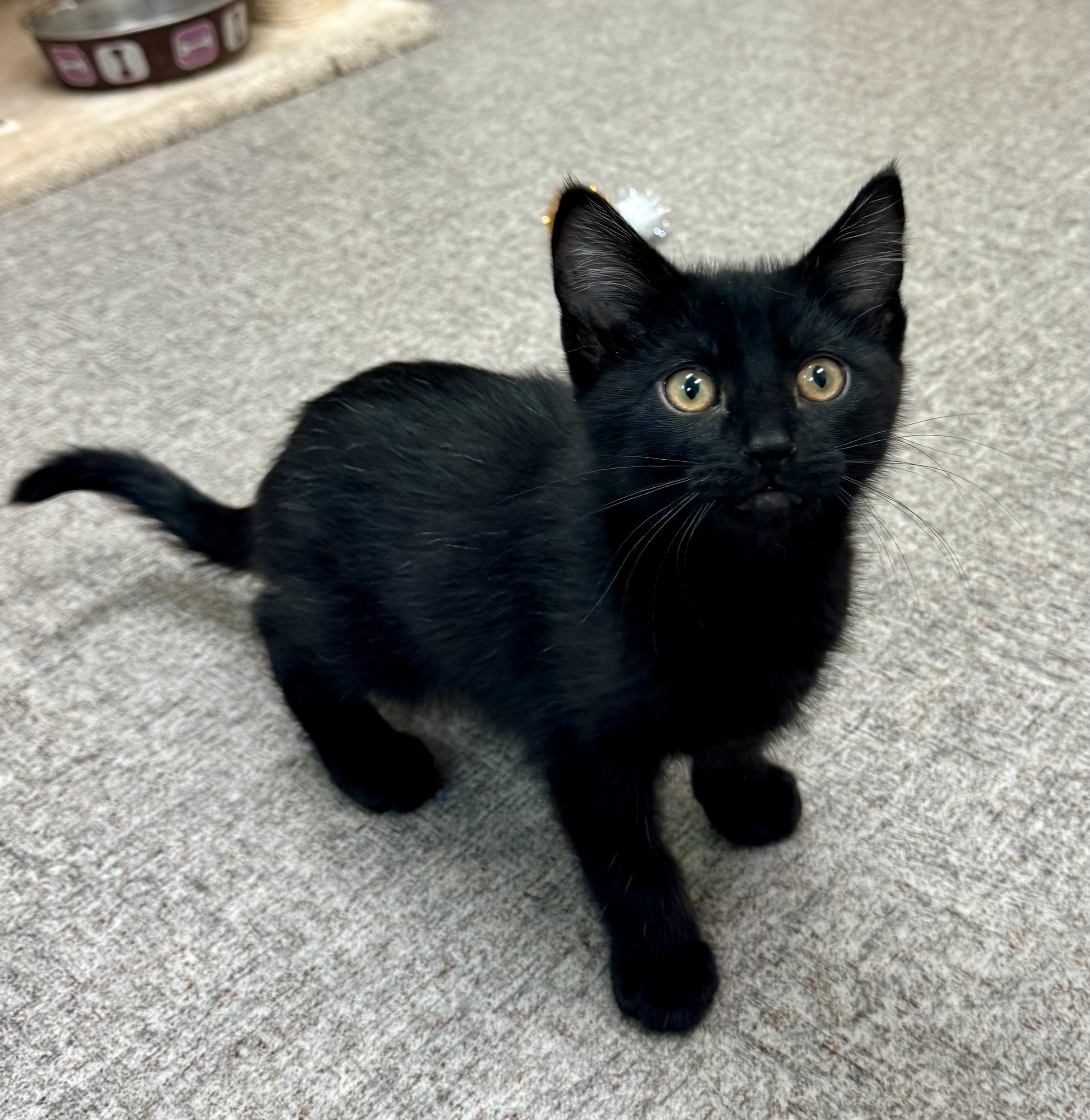 Enlarge Shadow, a Adoptable Domestic Short Hair in Pocatello, ID image 4/6