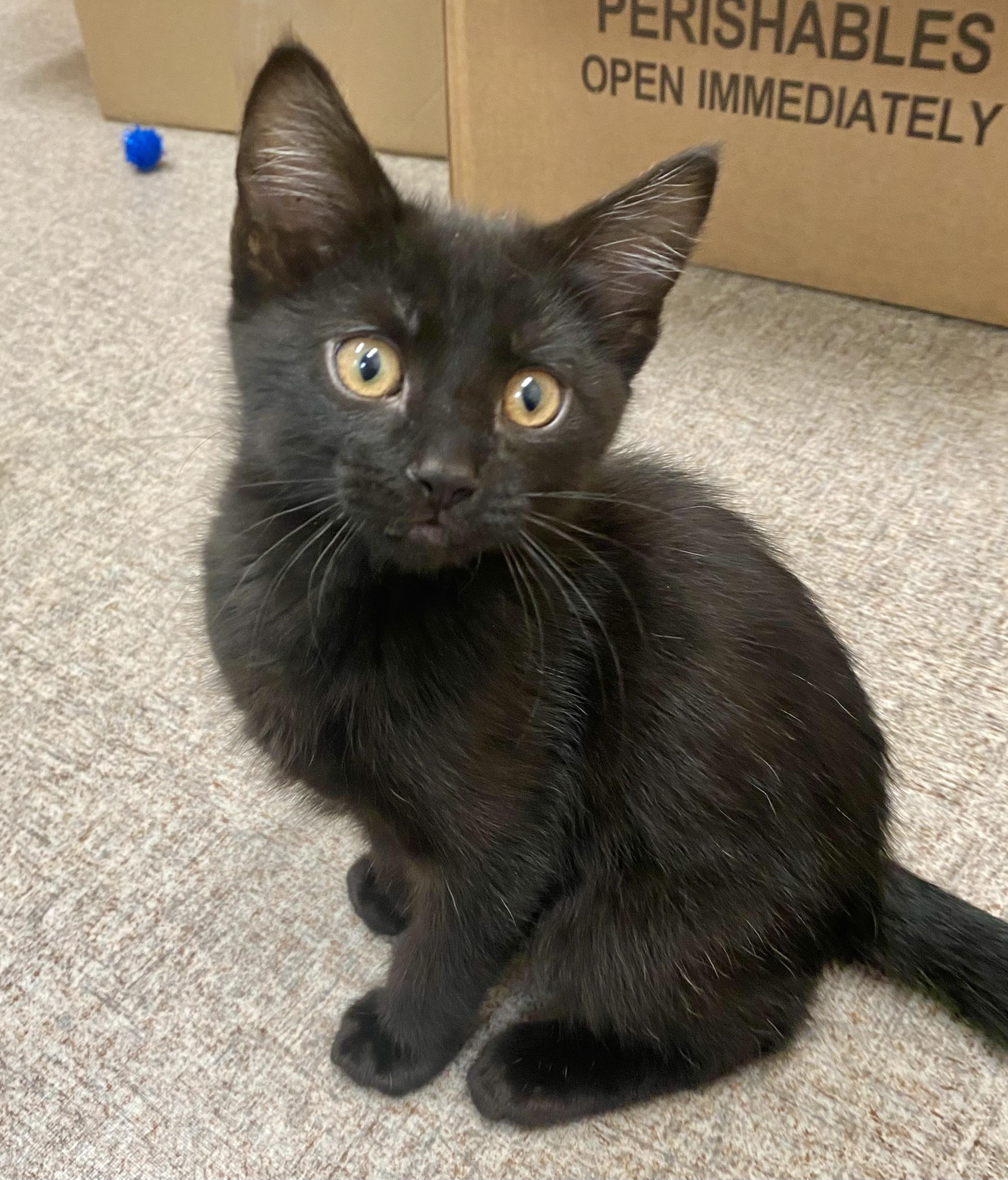 Enlarge Shadow, a Adoptable Domestic Short Hair in Pocatello, ID image 1/6