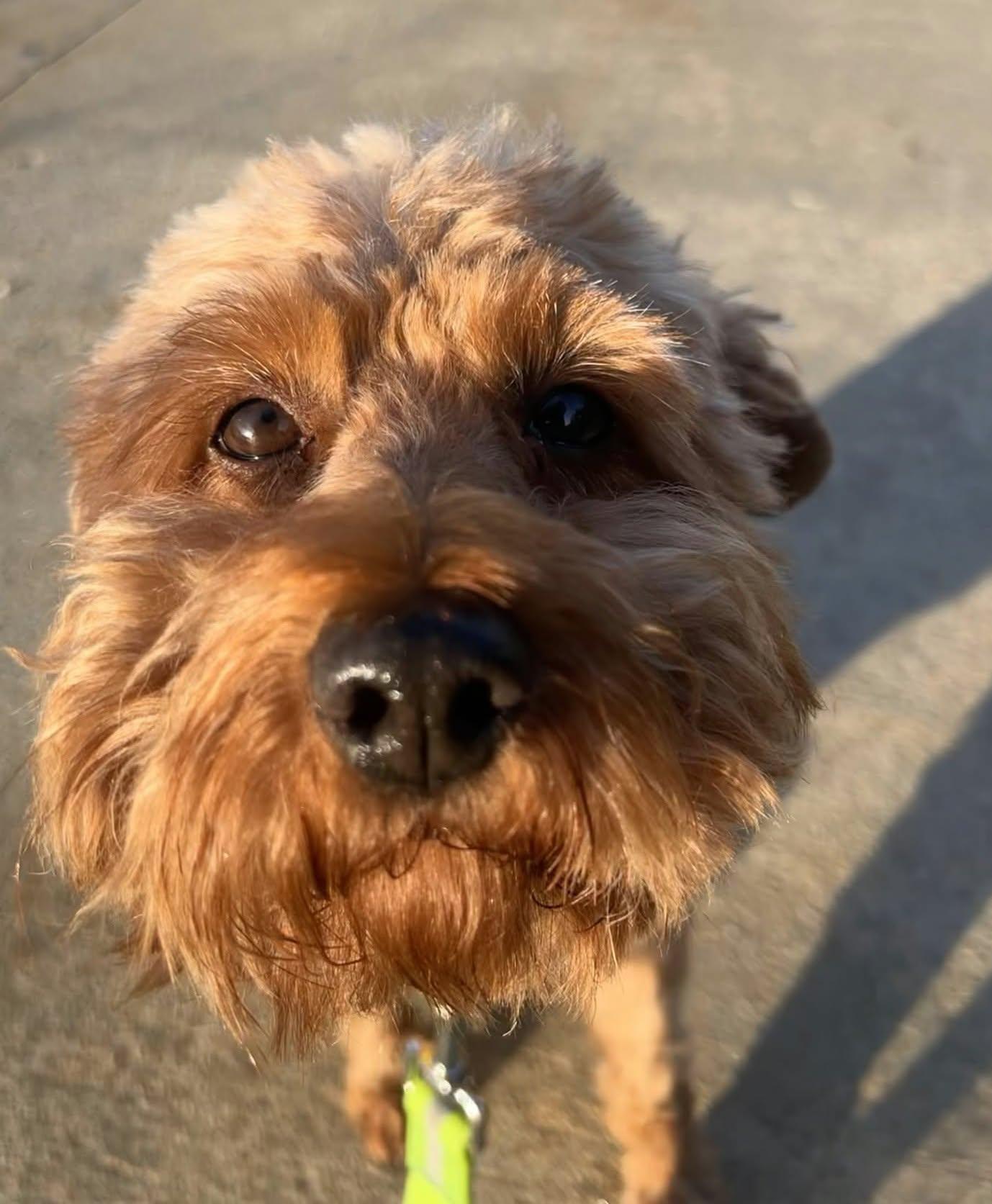 Enlarge Denny, a Adoptable mixed breed in North Olmsted, OH image 1/2