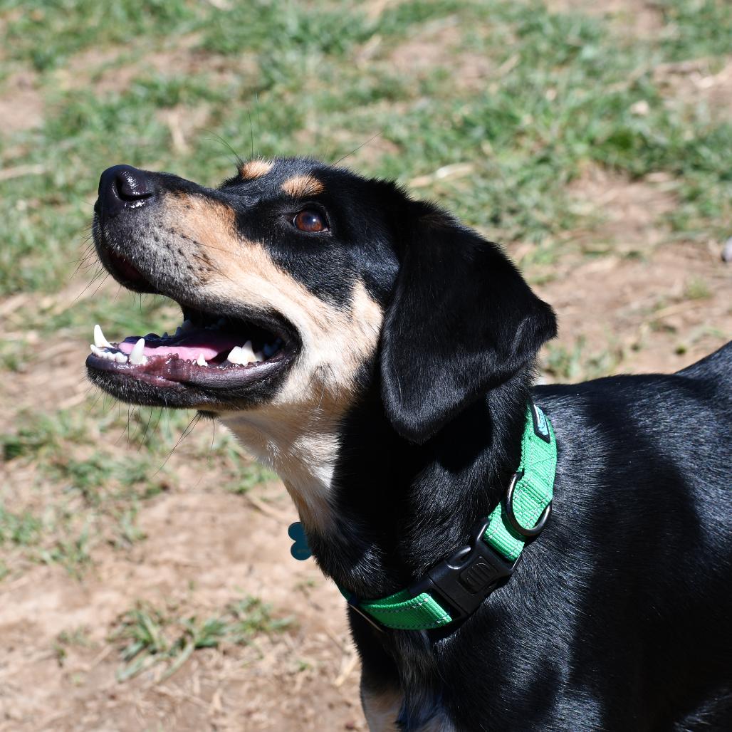 Spoon, Adoptable, Adult Male Black and Tan Coonhound.