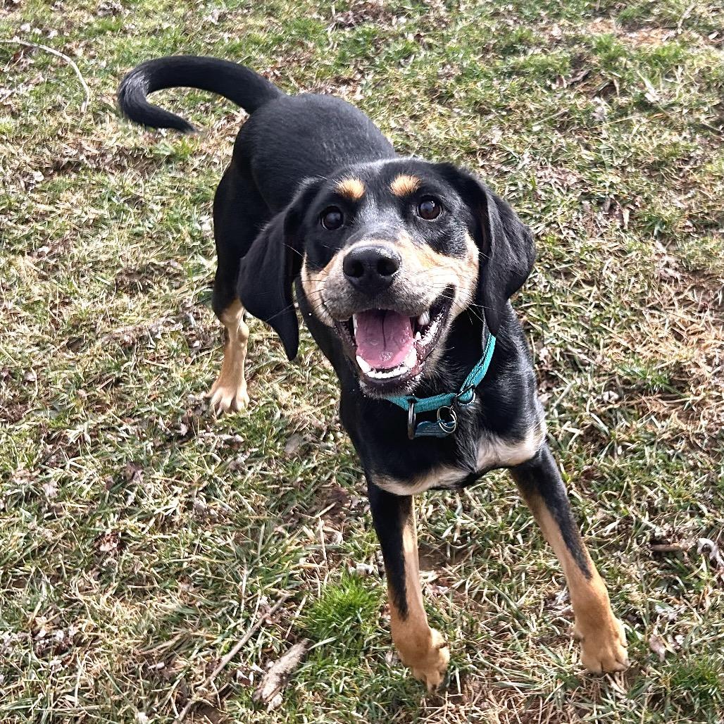 Spoon, Adoptable, Young Male Black and Tan Coonhound.