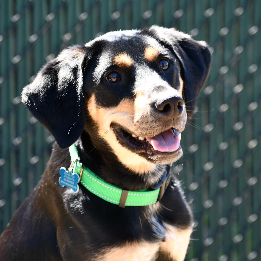 Spoon, a Adoptable Black and Tan Coonhound in Johnson City, TN image 3/6
