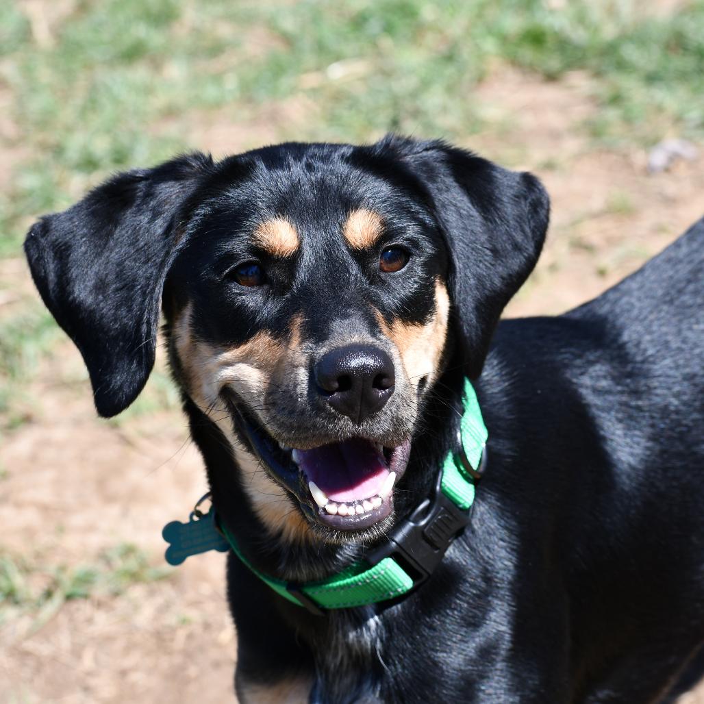 Spoon, a Adoptable Black and Tan Coonhound in Johnson City, TN image 5/6
