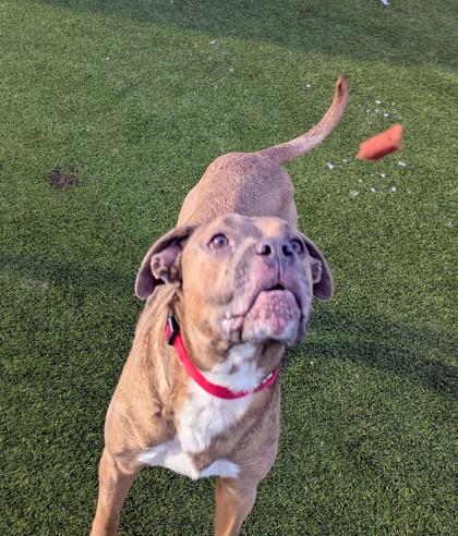 Enlarge Link, a Adoptable Mixed Breed in Independence, MO image 1/3