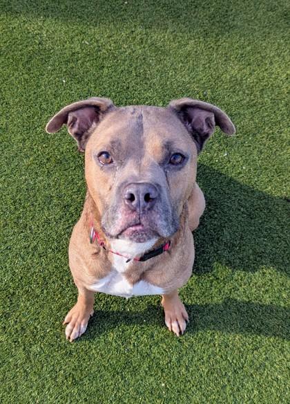 Enlarge Link, a Adoptable Mixed Breed in Independence, MO image 3/3