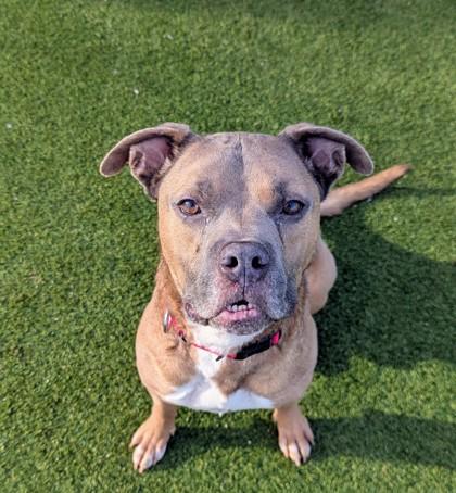 Enlarge Link, a Adoptable Mixed Breed in Independence, MO image 2/3