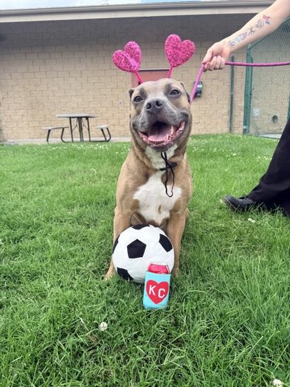 Enlarge Link, a Adoptable Mixed Breed in Independence, MO image 2/3