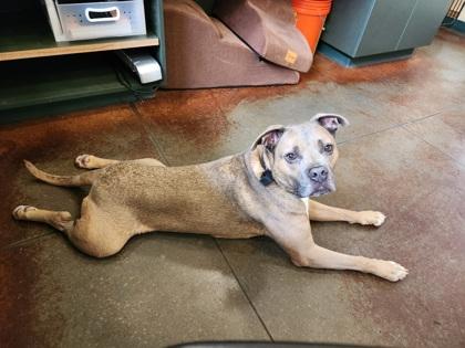 Enlarge Link, a Adoptable Mixed Breed in Independence, MO image 3/3