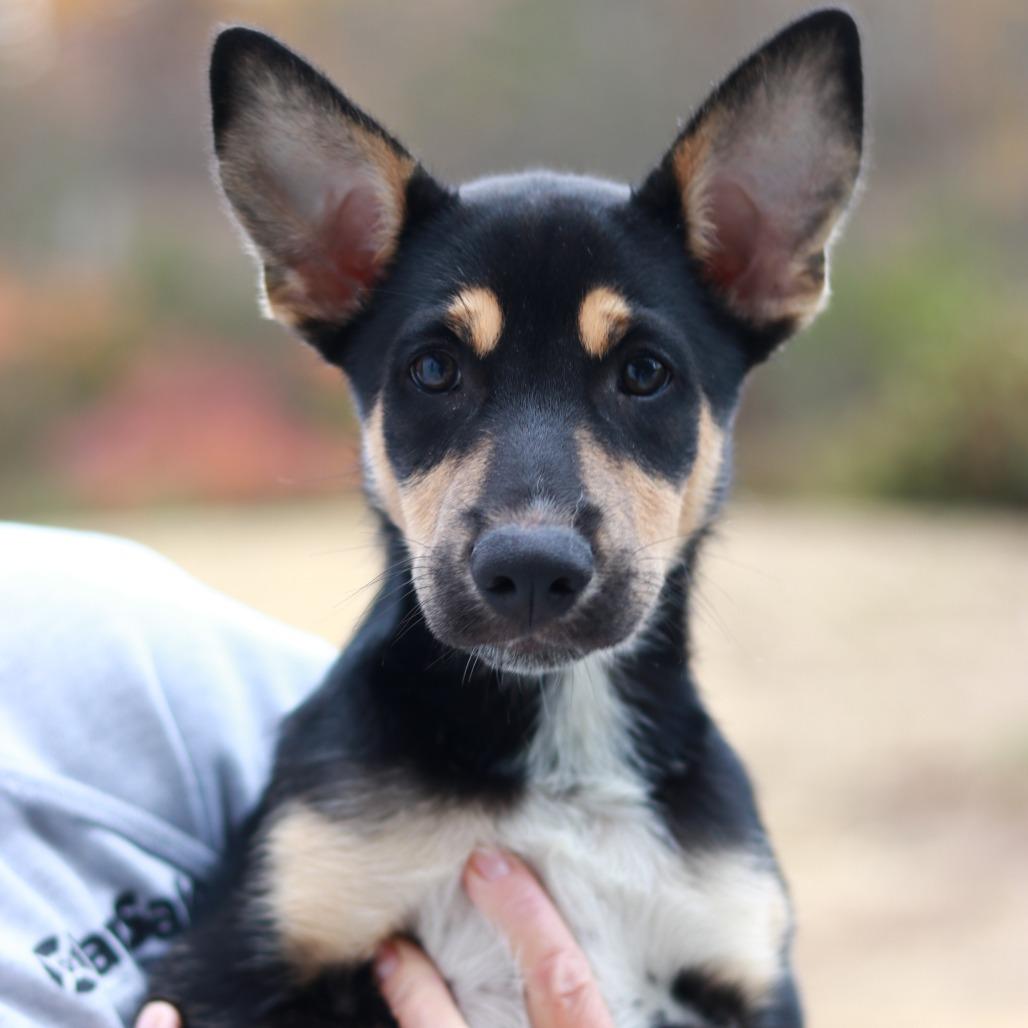 CT Twig avail Oct 28, Adoptable, Puppy Male Shepherd & Mixed Breed.