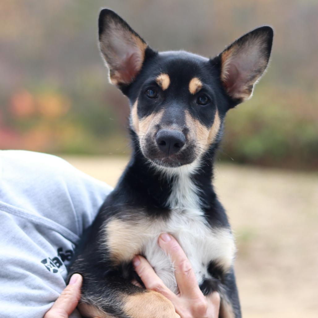 Enlarge CT Twig avail Oct 28, a Adoptable mixed breed in Eastford, CT image 2/5