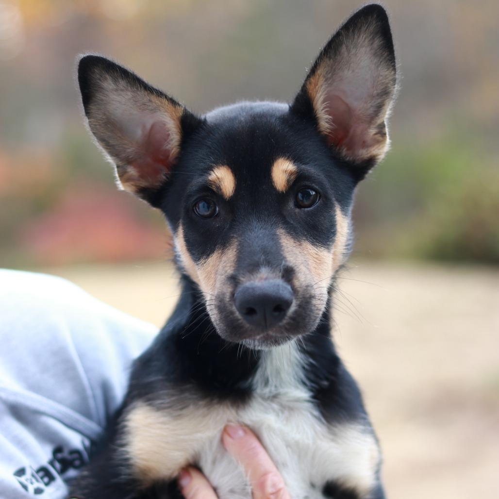 Enlarge CT Twig avail Oct 28, a Adoptable mixed breed in Eastford, CT image 3/5