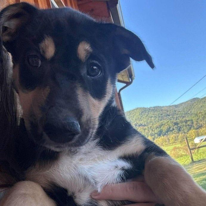 Enlarge CT Twig avail Oct 28, a Adoptable mixed breed in Eastford, CT image 4/5