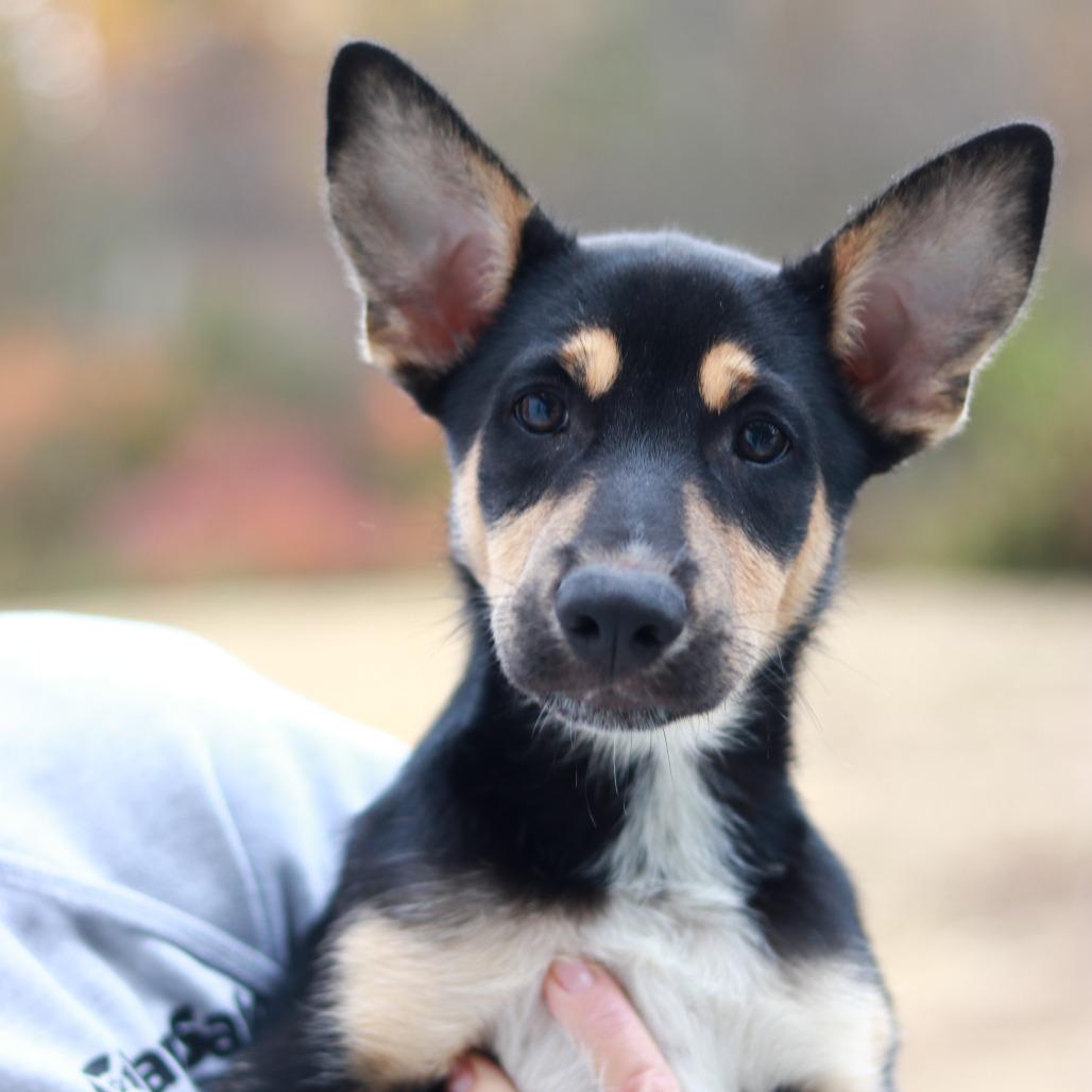 Enlarge CT Twig avail Oct 28, a Adoptable mixed breed in Eastford, CT image 5/5