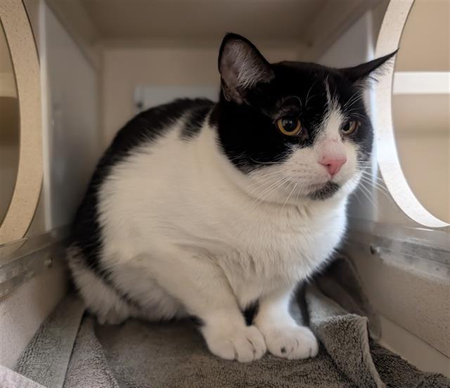 PEPPY, Adoptable, Adult Male Domestic Short Hair.