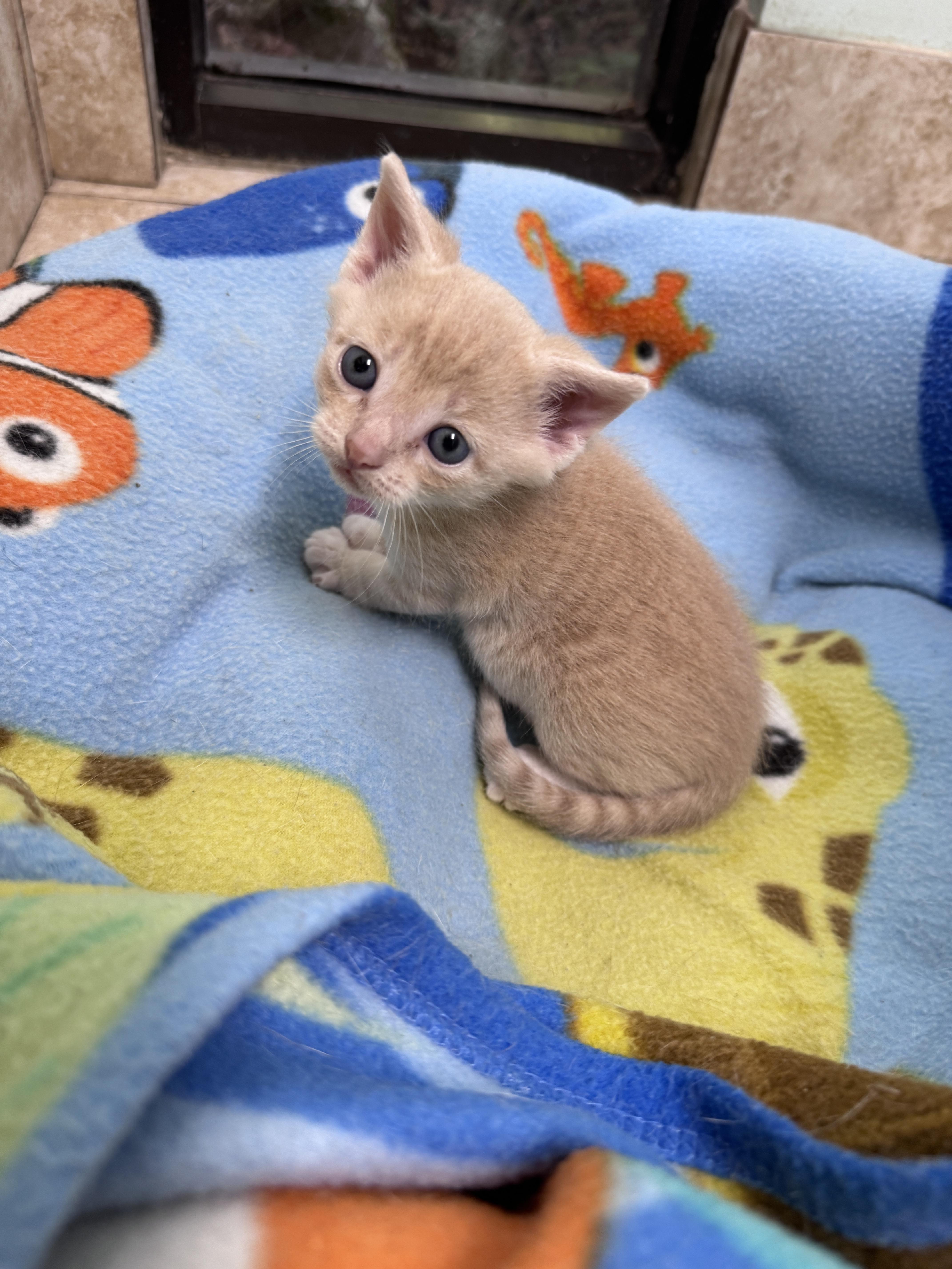 Enlarge Moxie, a ADOPTABLE Domestic Short Hair in Gainesville, FL image 3/4