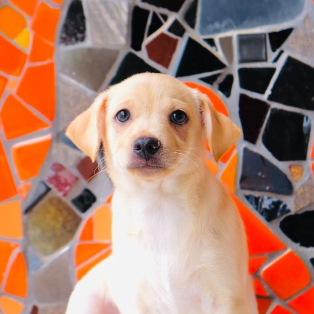 Baguette, Adoptable, Puppy Male Beagle & Labrador Retriever.