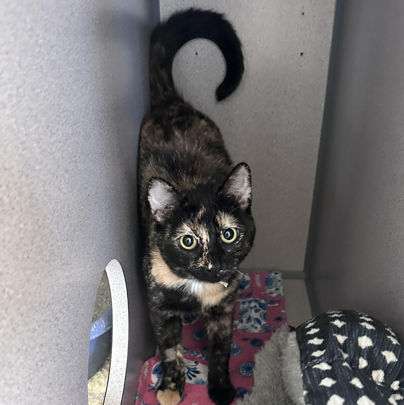 June, a ADOPTABLE Tortoiseshell in Gardnerville, NV image 3/3