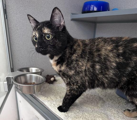 June, a ADOPTABLE Tortoiseshell in Gardnerville, NV image 1/3