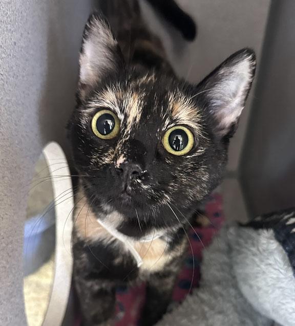 June, a ADOPTABLE Tortoiseshell in Gardnerville, NV image 2/3