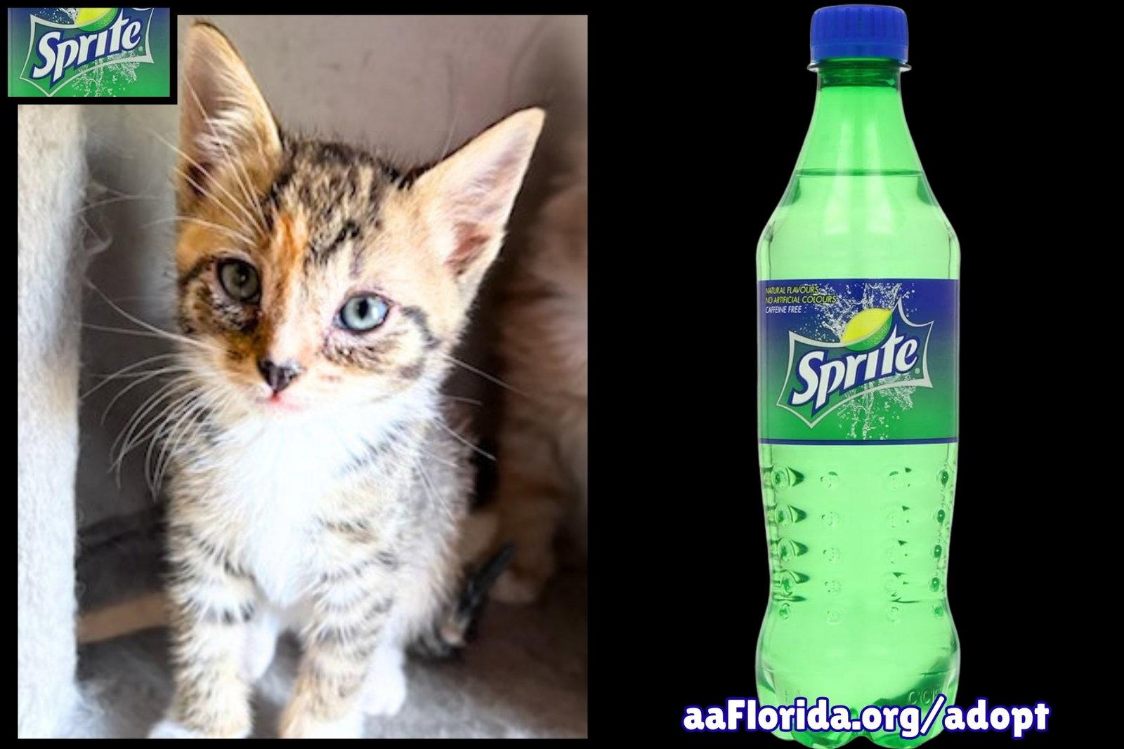 Sprite, Adopted, Young Female Domestic Short Hair.
