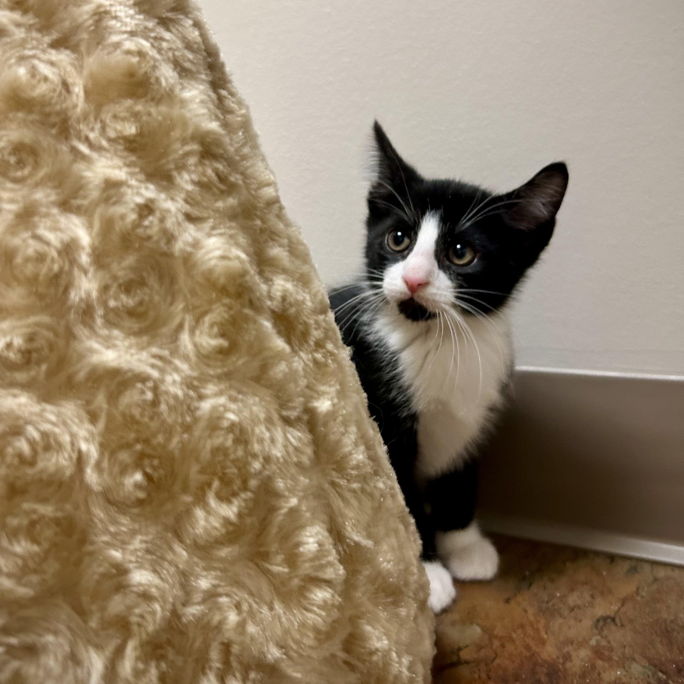 Adidas, a ADOPTABLE Tuxedo in Seymour, TN image 2/2