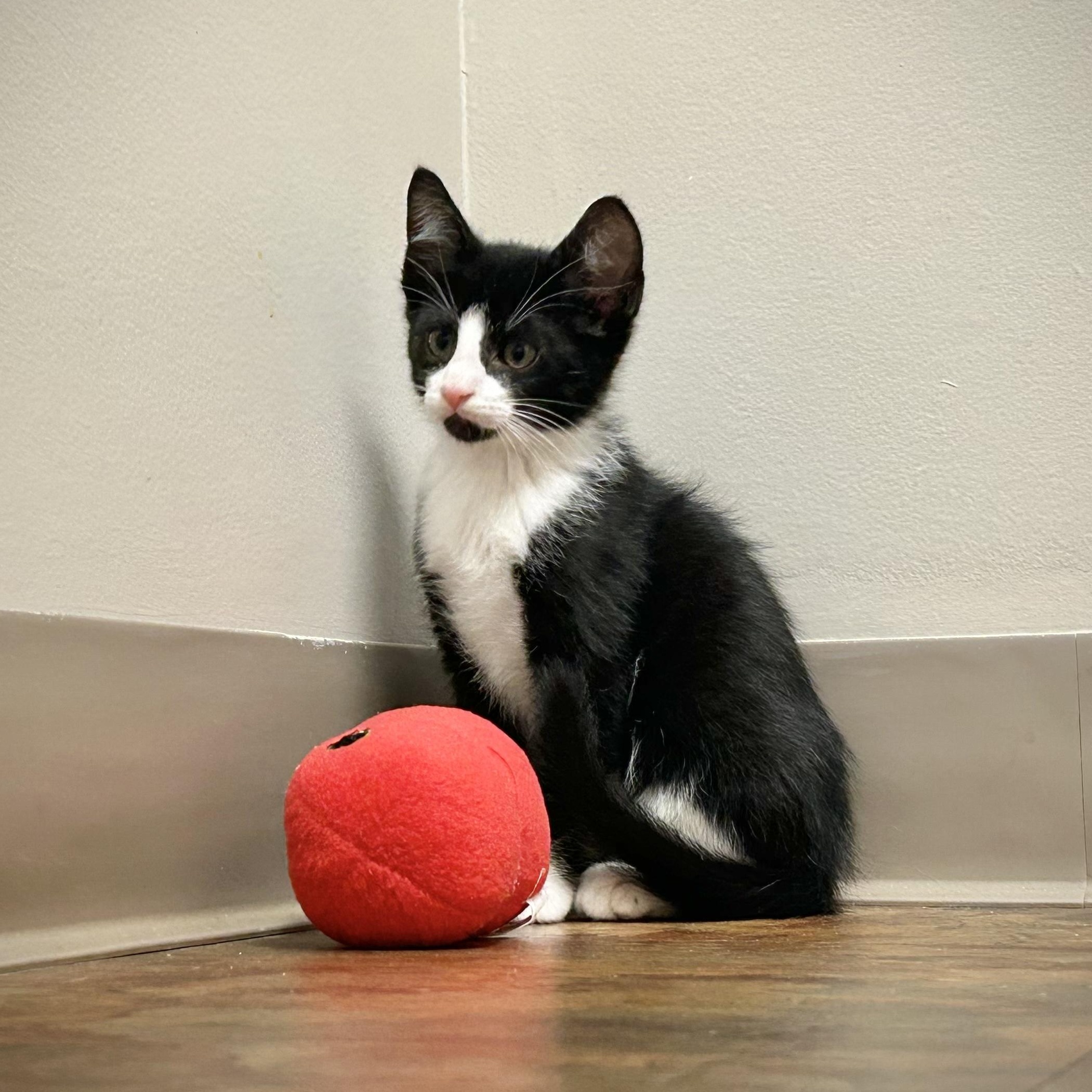 Adidas, ADOPTABLE, Kitten Male Tuxedo.