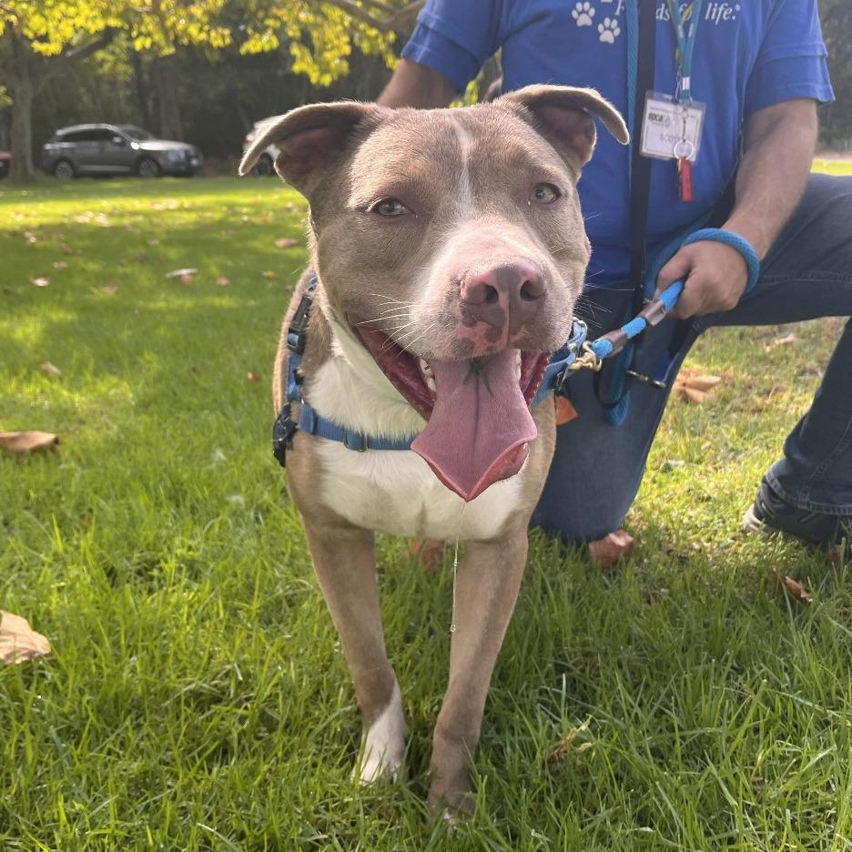 Eaton, Adoptable, Adult Male Pit Bull Terrier & Mixed Breed.