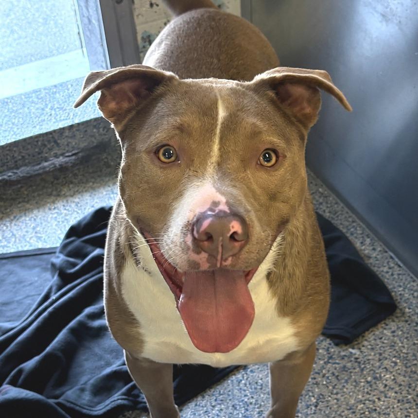 Enlarge Eaton, a Adoptable mixed breed in Long Beach, CA image 2/2