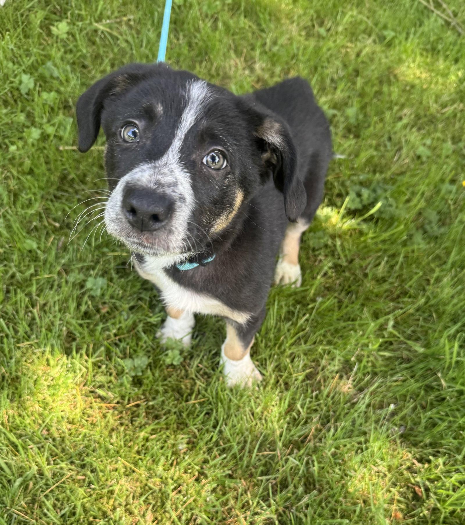 Walnut, Adopted, Puppy Male Border Collie.